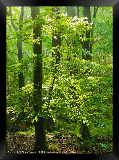 Sunlit tree Framed Print by Simon Johnson