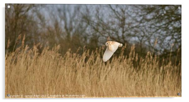 Barn Owl Hunting  Acrylic by James Allen