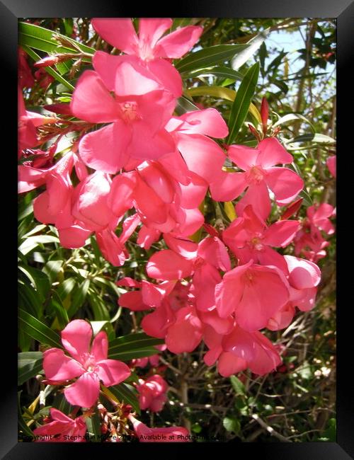 Pink Oleanders Framed Print by Stephanie Moore