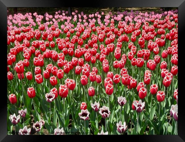 A sea of tulips Framed Print by Stephanie Moore