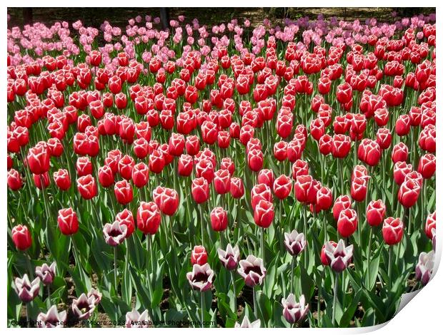 A sea of tulips Print by Stephanie Moore