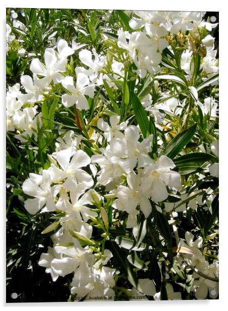 White oleanders Acrylic by Stephanie Moore