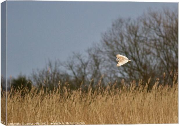 Barn Owl Hunting  Canvas Print by James Allen