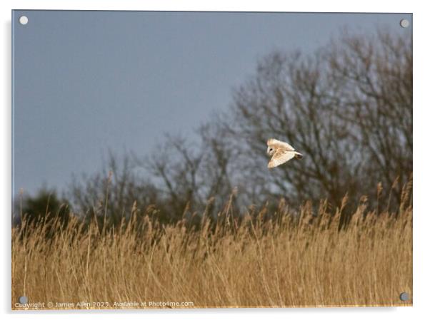 Barn Owl Hunting  Acrylic by James Allen