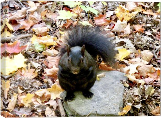 A squirrel on the ground Canvas Print by Stephanie Moore