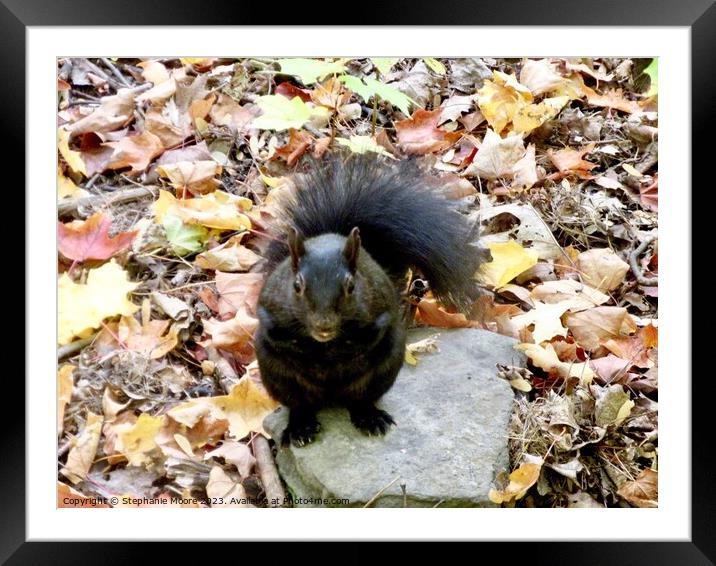 A squirrel on the ground Framed Mounted Print by Stephanie Moore