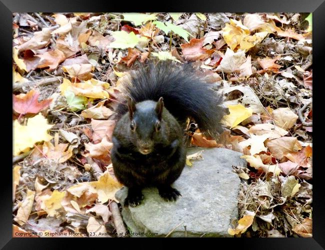 A squirrel on the ground Framed Print by Stephanie Moore
