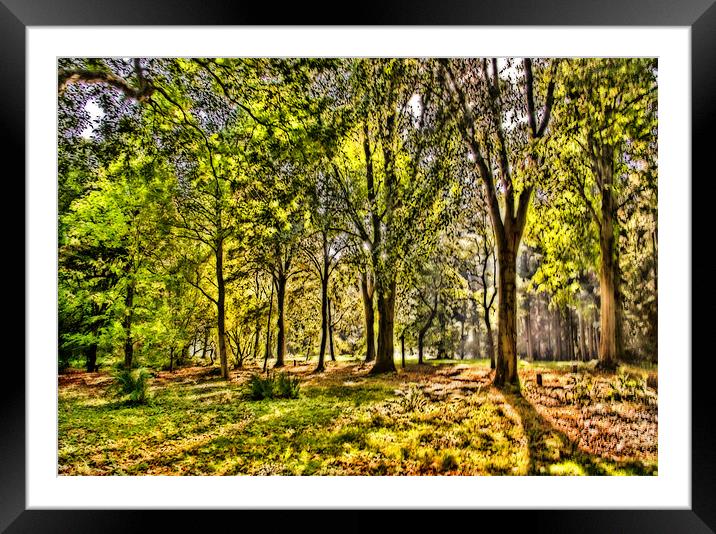 Sunlight Through the Trees. Framed Mounted Print by Trevor Kersley RIP