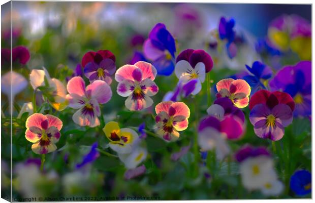 Sunlit Viola Flowers Canvas Print by Alison Chambers