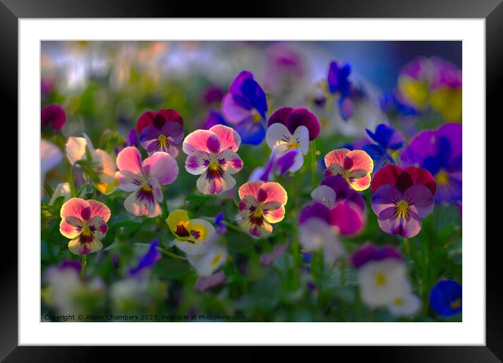 Sunlit Viola Flowers Framed Mounted Print by Alison Chambers