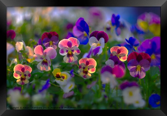 Sunlit Viola Flowers Framed Print by Alison Chambers