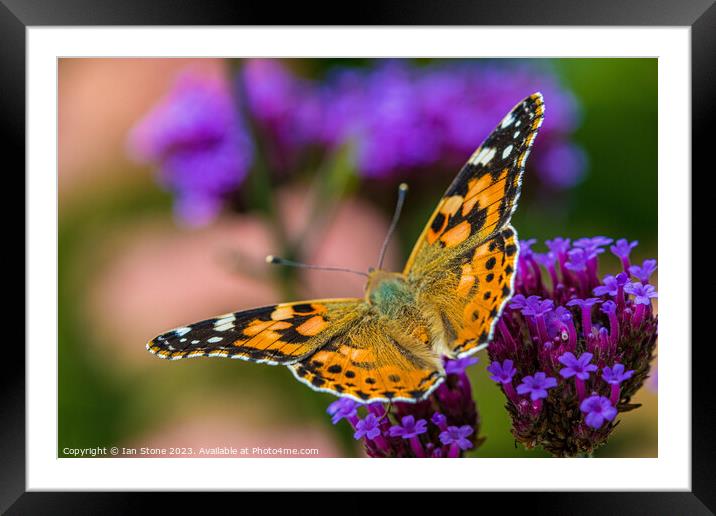 Painted Lady on Verbena Flowers  Framed Mounted Print by Ian Stone