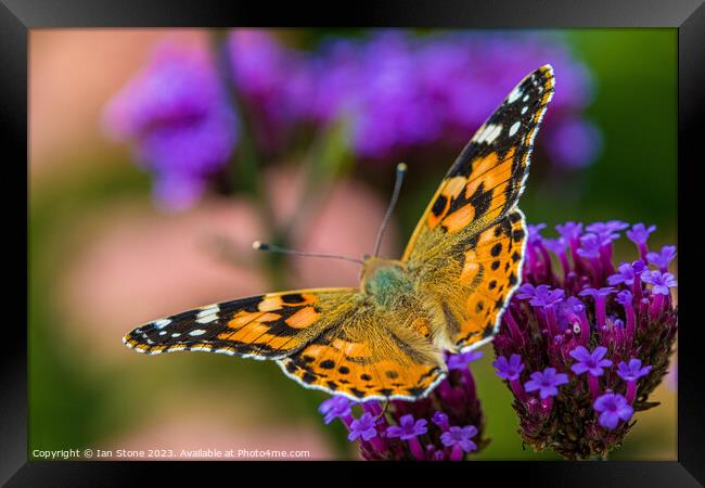 Painted Lady on Verbena Flowers  Framed Print by Ian Stone
