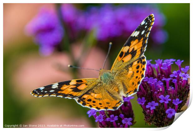 Painted Lady on Verbena Flowers  Print by Ian Stone