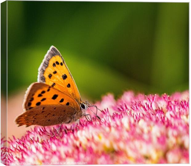 A Small Copper Butterfly on Sedum Flowers  Canvas Print by Ian Stone