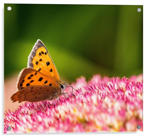 A Small Copper Butterfly on Sedum Flowers  Acrylic by Ian Stone