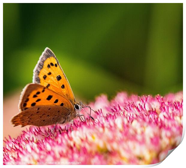 A Small Copper Butterfly on Sedum Flowers  Print by Ian Stone