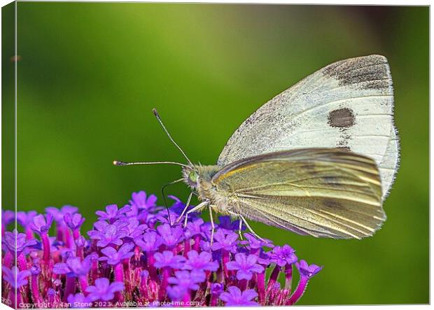 Cabbage White Butterfly on Verbena flowers. Canvas Print by Ian Stone