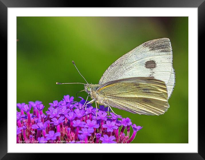 Cabbage White Butterfly on Verbena flowers. Framed Mounted Print by Ian Stone