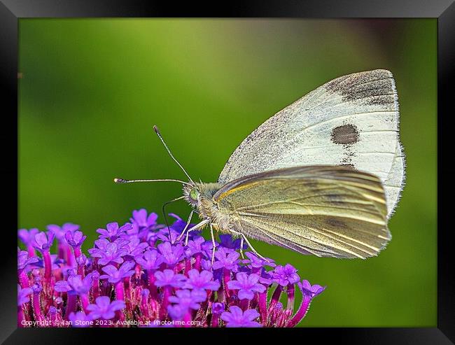 Cabbage White Butterfly on Verbena flowers. Framed Print by Ian Stone