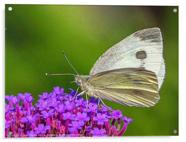 Cabbage White Butterfly on Verbena flowers. Acrylic by Ian Stone