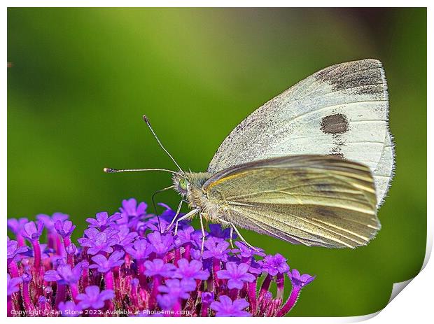 Cabbage White Butterfly on Verbena flowers. Print by Ian Stone