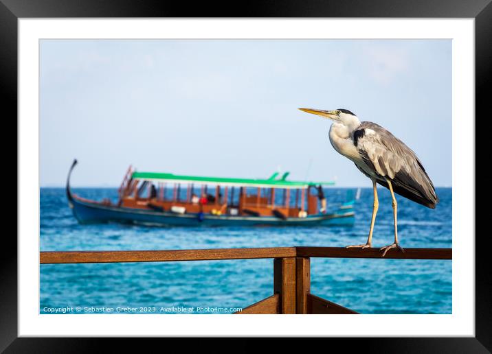 Grey Heron in the Maldives Framed Mounted Print by Sebastien Greber