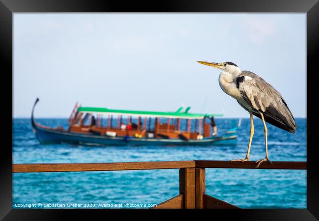 Grey Heron in the Maldives Framed Print by Sebastien Greber