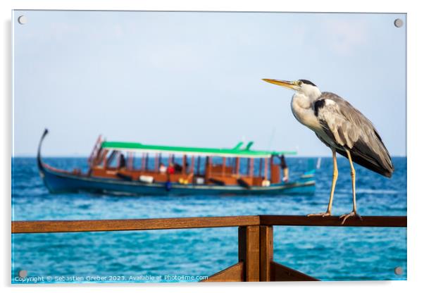 Grey Heron in the Maldives Acrylic by Sebastien Greber