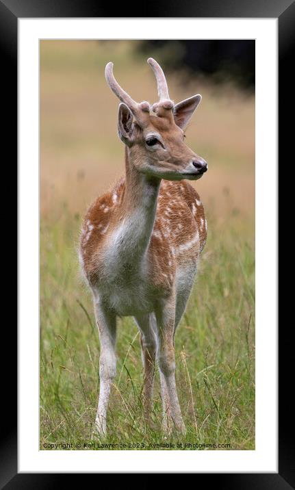 A Fallow deer standing in a grassy field Framed Mounted Print by Karl Lawrence