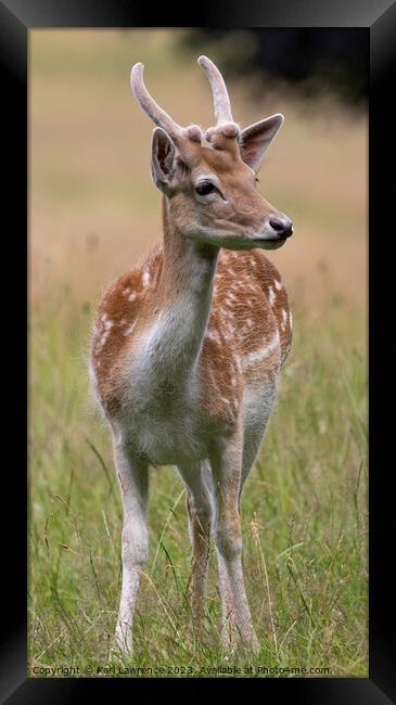 A Fallow deer standing in a grassy field Framed Print by Karl Lawrence