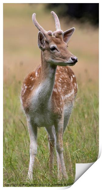 A Fallow deer standing in a grassy field Print by Karl Lawrence