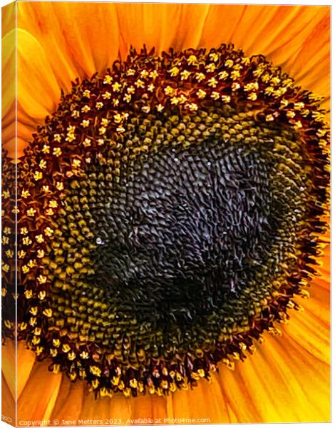 Sunflower in Bloom  Canvas Print by Jane Metters