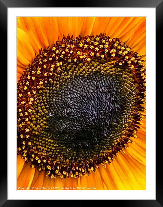 Sunflower in Bloom  Framed Mounted Print by Jane Metters