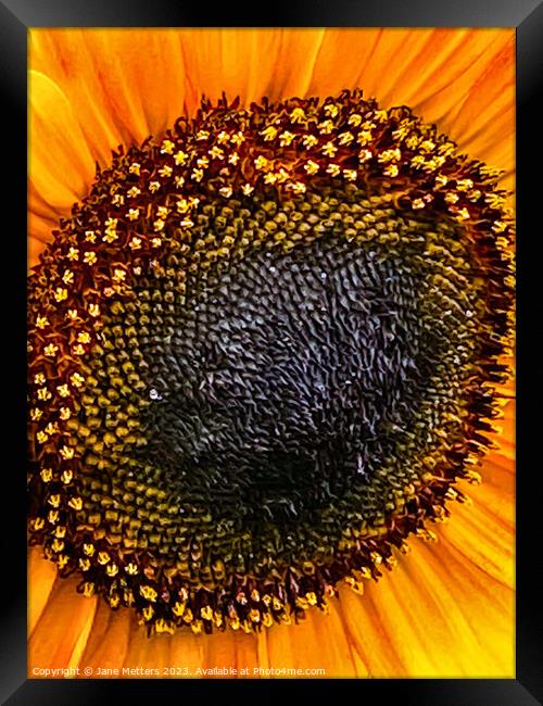 Sunflower in Bloom  Framed Print by Jane Metters