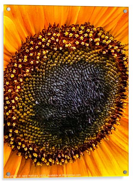 Sunflower in Bloom  Acrylic by Jane Metters