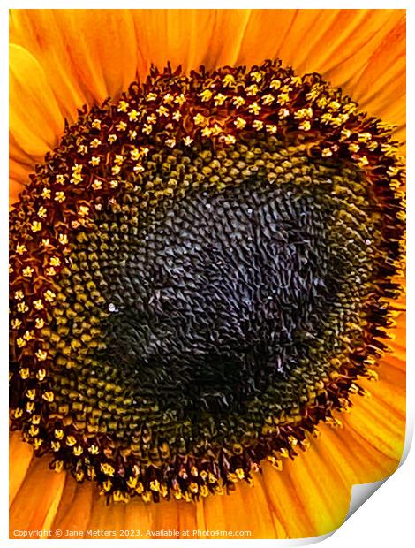Sunflower in Bloom  Print by Jane Metters