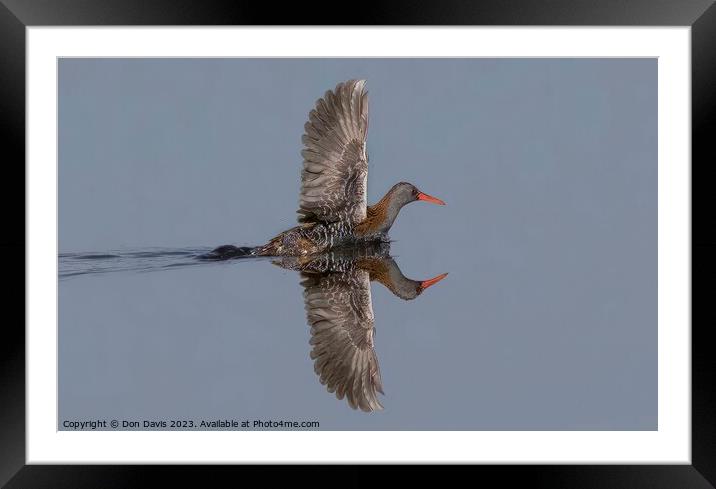 Water Rail Framed Mounted Print by Don Davis