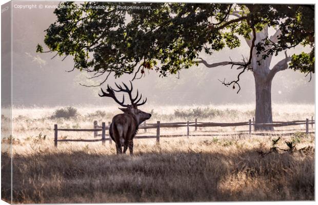 Semi silhouette of tough strong Male deer Canvas Print by Kevin White