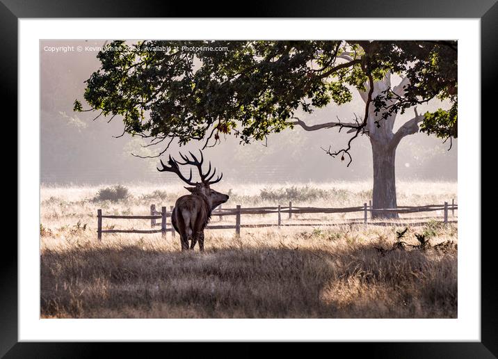 Semi silhouette of tough strong Male deer Framed Mounted Print by Kevin White