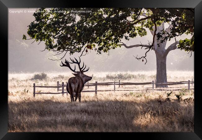 Semi silhouette of tough strong Male deer Framed Print by Kevin White