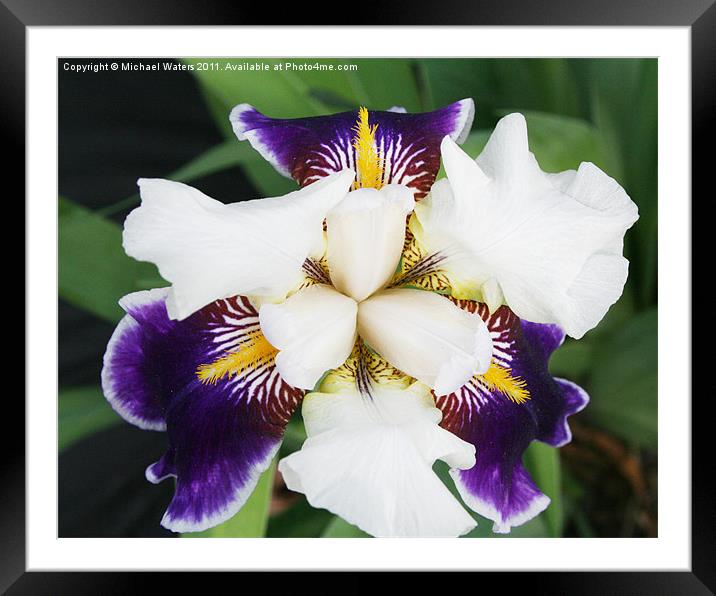 Purple Passion Framed Mounted Print by Michael Waters Photography