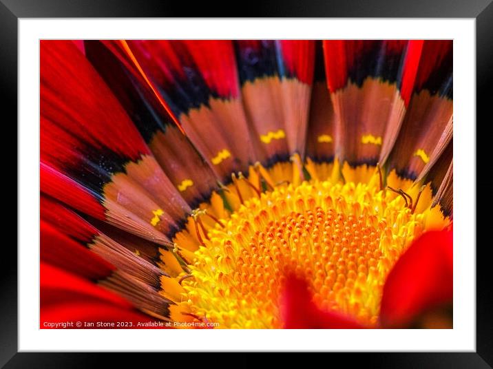 Flower Power ! Framed Mounted Print by Ian Stone