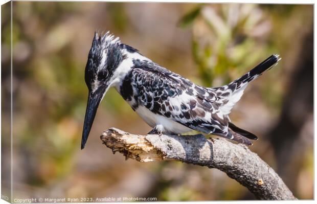 Observed Prey: Pied Kingfisher's Dive Canvas Print by Margaret Ryan