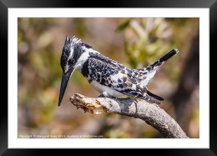 Observed Prey: Pied Kingfisher's Dive Framed Mounted Print by Margaret Ryan