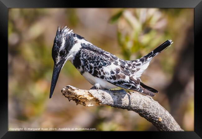 Observed Prey: Pied Kingfisher's Dive Framed Print by Margaret Ryan
