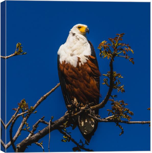 African Fish Eagle Canvas Print by Margaret Ryan