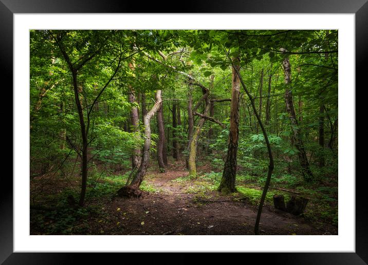 Mixed Forest Tranquil Scenery In Poland Framed Mounted Print by Artur Bogacki