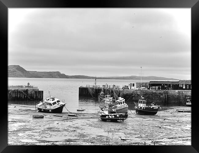 Historic Lyme Regis Harbour Vista Framed Print by Carnegie 42
