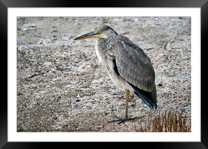Eloquent Grey Heron: A Riveting Portrait Framed Mounted Print by Tom McPherson